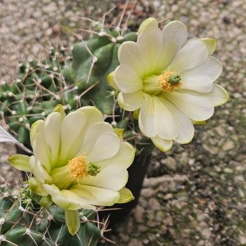 Echinocereus mojavensis